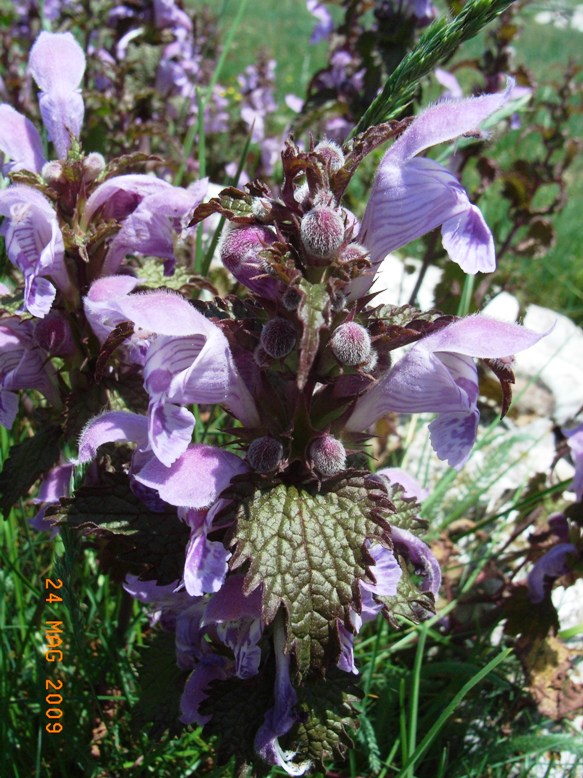 Lamium garganicum subsp. laevigatum